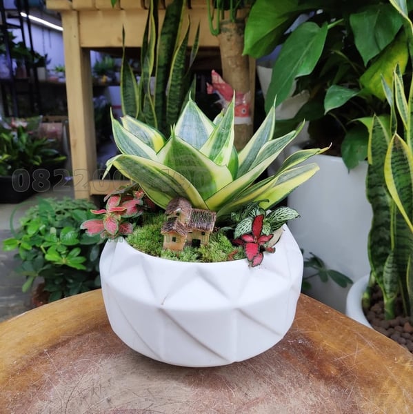 3 loại cây tốt cho phong thủy bạn nên biết